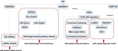 Comprehensive analysis of the m6A-related molecular patterns and diagnostic biomarkers in osteoporosis